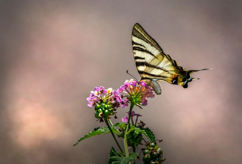 a close up of a butterfly on a flower, pixabay contest winner, romanticism, paul barson, swallowtail butterflies, female ascending into the sky, verbena