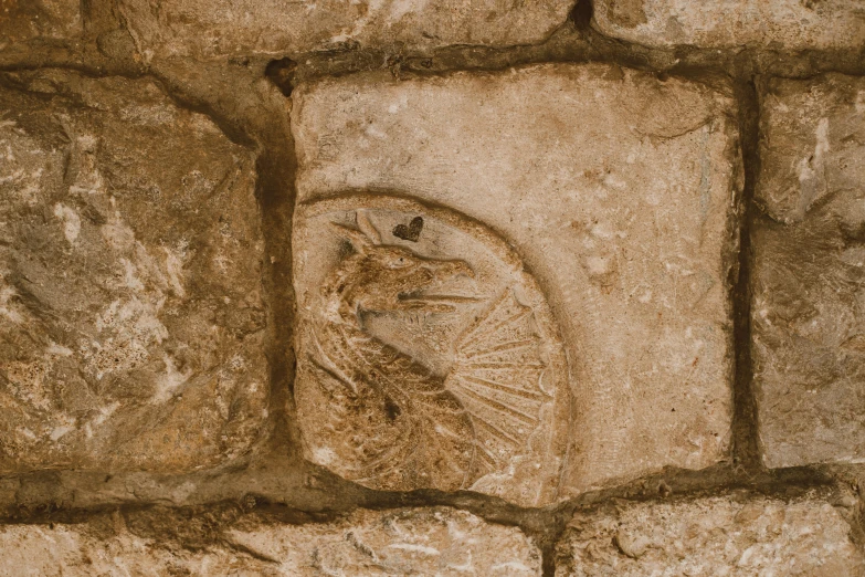 a close up of a stone wall with a bird on it, inspired by Károly Markó the Elder, trending on pexels, renaissance, on display in a fossil museum, jerusalem, photograph from above, sigil