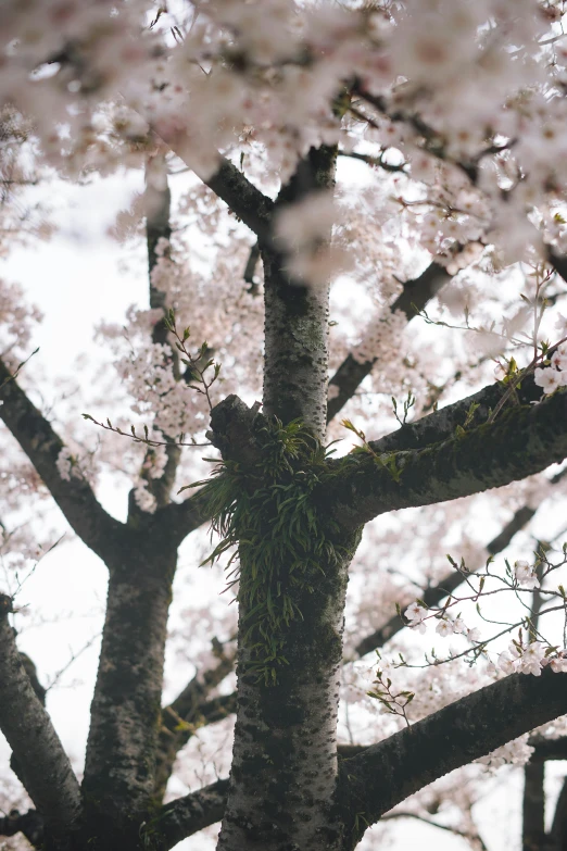 a couple of birds sitting on top of a tree, an album cover, inspired by Maruyama Ōkyo, unsplash, lush sakura, mossy trunk, analogue photo low quality, view from ground