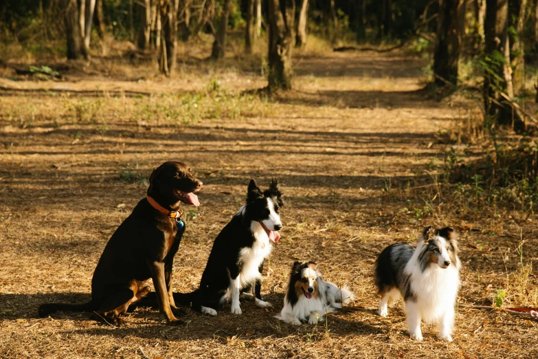 a group of dogs sitting next to each other in the woods, unsplash, on a hot australian day, profile image, ilustration, border collie