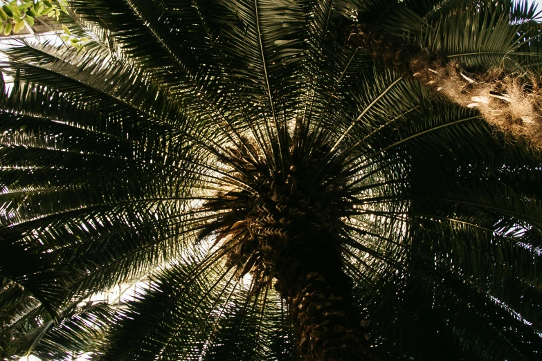 a view up at the top of a palm tree, a screenshot, unsplash, hurufiyya, warmly lit, dimly - lit, a green