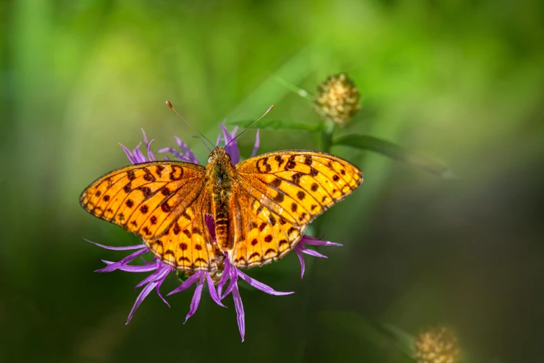 a butterfly sitting on top of a purple flower, by Brian Thomas, fan favorite, speckled, ai biodiversity, orange fluffy belly