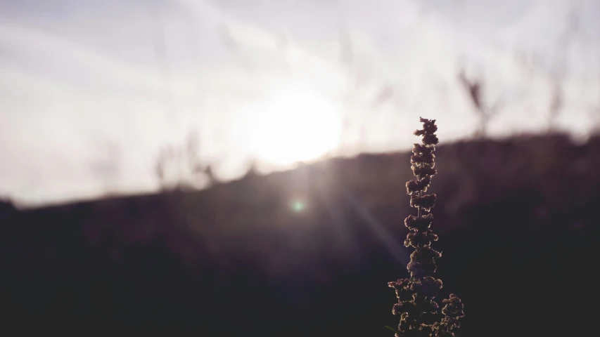 a close up of a plant with the sun in the background, unsplash, silhouettes in field behind, lensflare, lavender, sepia sunshine