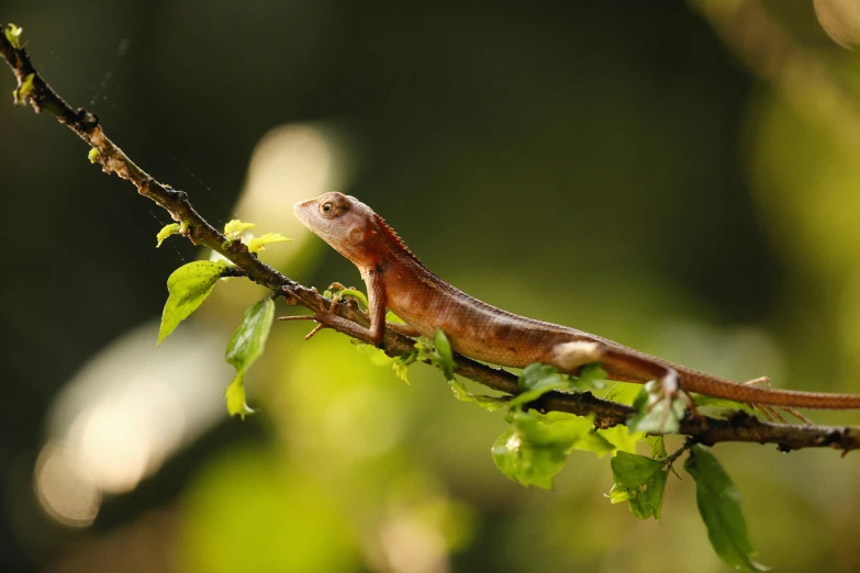 a lizard sitting on top of a tree branch, by Peter Churcher, trending on pexels, sumatraism, terracotta, light toned, slide show, sitting on a leaf