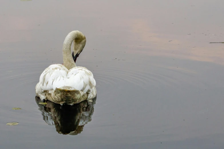 a white swan floating on top of a body of water, by Jan Tengnagel, pexels contest winner, romanticism, pink reflections, aged 2 5, hunched over, swanland