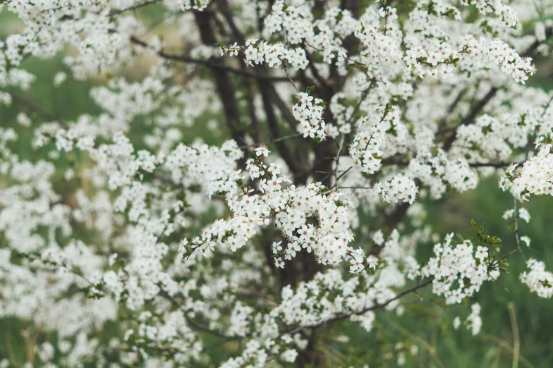 a close up of a tree with white flowers, by Emma Andijewska, unsplash, hurufiyya, 1 6 x 1 6, artyom turskyi, up close picture, gardening