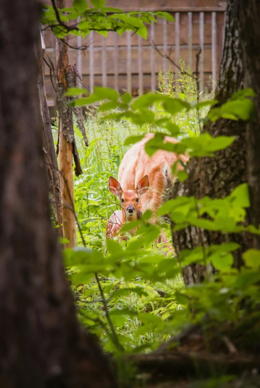 a deer that is standing in the grass, walking through a lush forest, spying, zoo photography, f / 2. 5