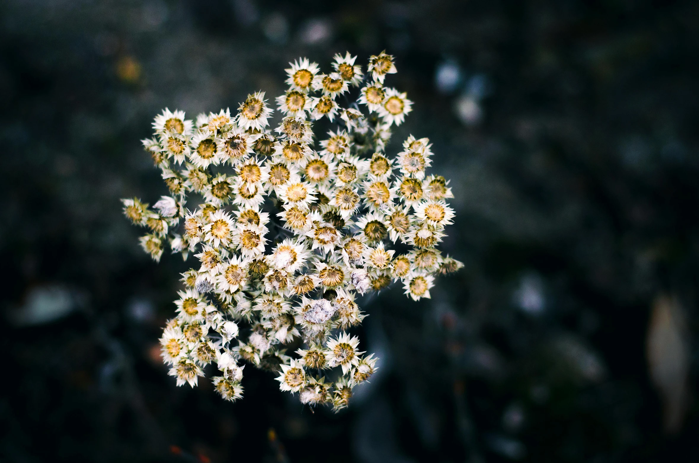 a close up of a bunch of flowers, a microscopic photo, inspired by Elsa Bleda, trending on unsplash, lichen, chamomile, dark background”, instagram picture