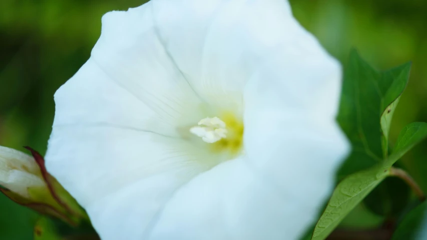 a close up of a white flower with green leaves, a macro photograph, unsplash, hurufiyya, morning glory flowers, ignant, brimstone, high - resolution photograph