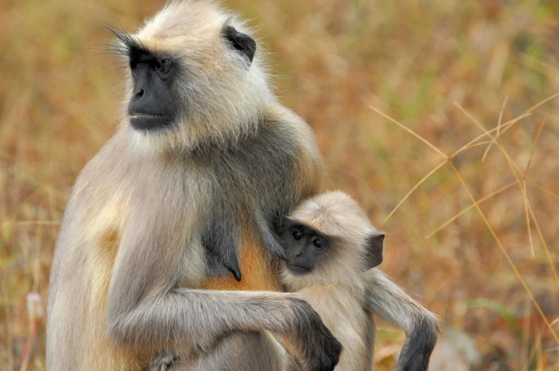 a couple of monkeys standing next to each other, a portrait, flickr, multiple stories, indian, no cropping, a blond