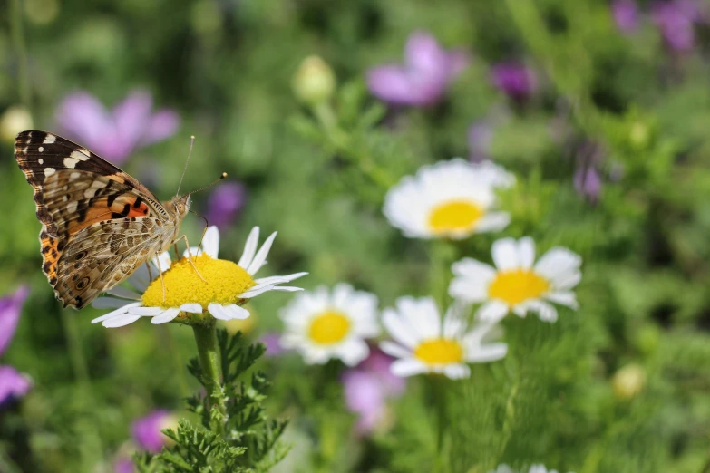 a butterfly that is sitting on a flower, by Colijn de Coter, lying on a bed of daisies, gardens with flower beds