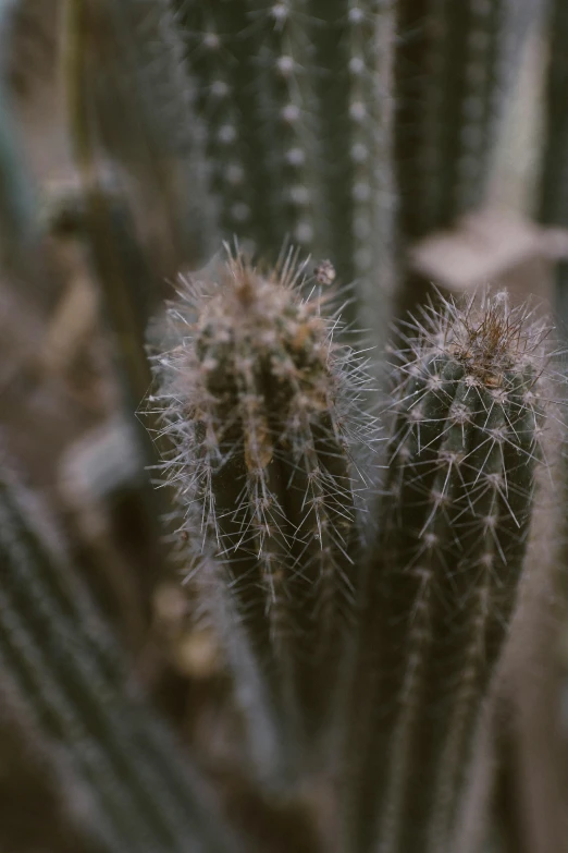 a group of cactus plants sitting next to each other, a macro photograph, inspired by Elsa Bleda, a pair of ribbed, in focus face with fine details, rugged details, tall thin