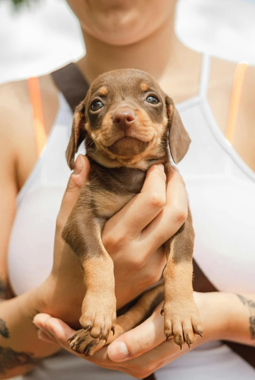 a woman holding a puppy in her hands, trending on pexels, renaissance, dachshund, cinnamon skin color, square, hot petite