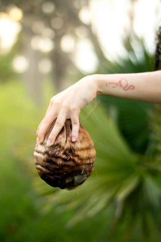 a close up of a person's arm with a palm tree in the background, a tattoo, land art, poop, wild ginger hair, large shell, lush surroundings