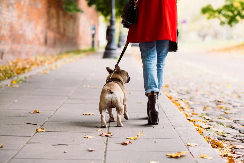 a woman walking a small dog on a leash, a photo, by Julia Pishtar, shutterstock, visual art, french bulldog, autumnal colours, rectangle, thumbnail