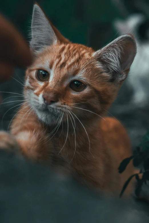 a close up of a cat laying on a bed, pexels contest winner, an orange, young male, microscopic cat, gif