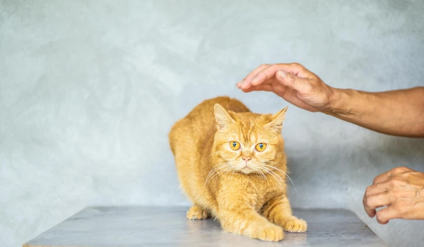 a person petting a cat on top of a table, ginger cat in mid action, on grey background, hypnotising, realistic »