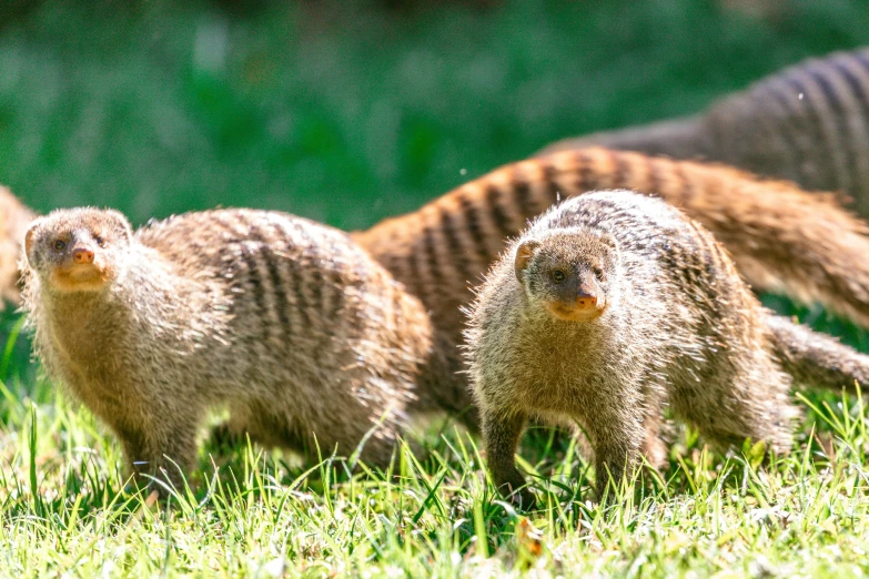 a group of small animals standing on top of a lush green field, up close, bushy tail, australian, carnivorous