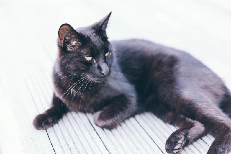 a black cat laying on top of a wooden floor, a portrait, by Julia Pishtar, unsplash, on a white table, handsome prince, grey, instagram post