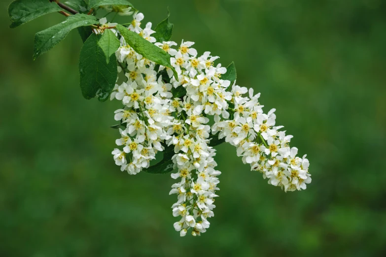 a branch of a tree with white flowers, trending on pixabay, hurufiyya, wearing gilded ribes, paul barson, mint, thumbnail