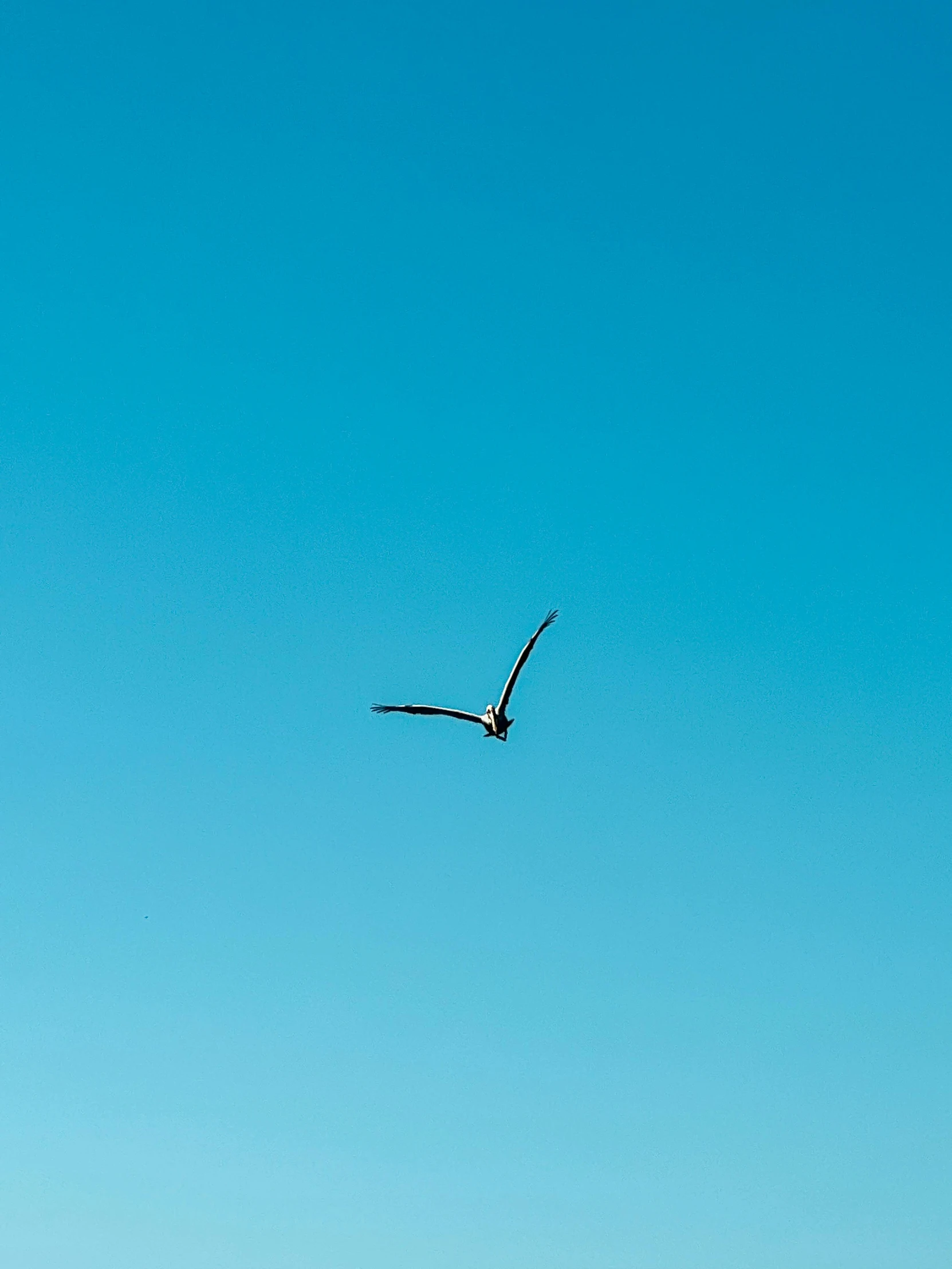 a bird that is flying in the sky, pexels contest winner, minimalism, cloudless blue sky, trending on vsco, low quality photo, video