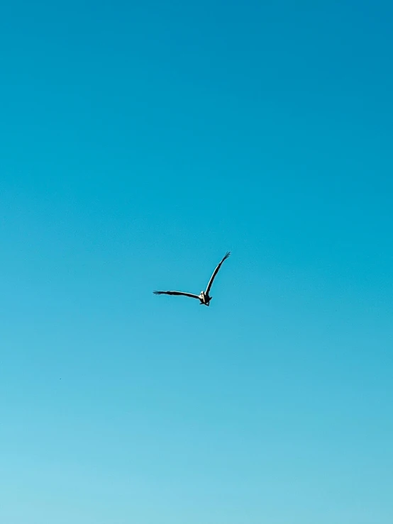 a bird that is flying in the sky, pexels contest winner, minimalism, cloudless blue sky, trending on vsco, low quality photo, video