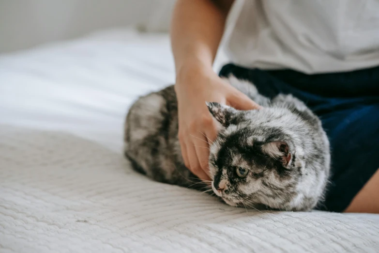 a person petting a cat on a bed, gray mottled skin, touching heads, on a canva, realistic »