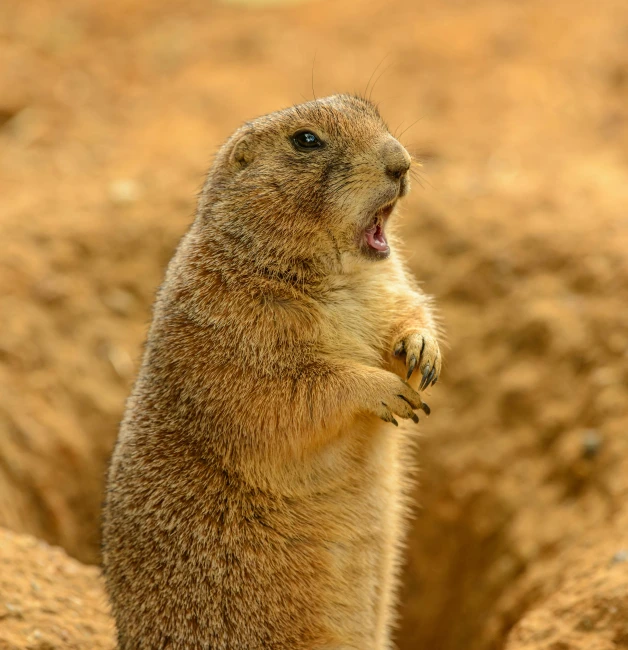 a ground squirrel standing on its hind legs, an album cover, pexels contest winner, yelling furiously, outback, warts, desktop wallpaper