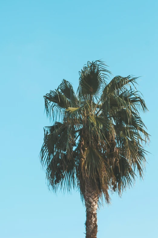 a palm tree in front of a blue sky, by Ryan Pancoast, trending on unsplash, multiple stories, the city of santa barbara, portrait photo, slight haze