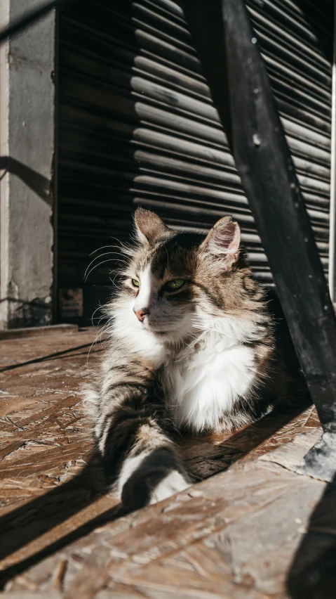 a cat that is laying down on the ground, pexels contest winner, renaissance, sitting on a store shelf, in the sun, high angle close up shot, high quality photo