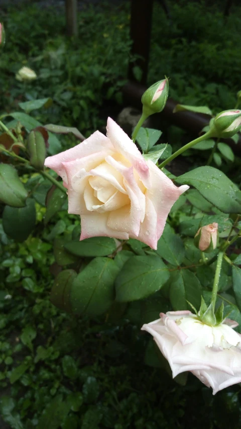 a couple of pink roses sitting on top of a lush green field, albino mystic, ‘luca’, brown:-2, gardening