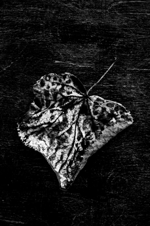 a black and white photo of a leaf, a stipple, inspired by Peter Basch, art photography, decaying dappled sunlight, butterfly, ((still life)), trap made of leaves