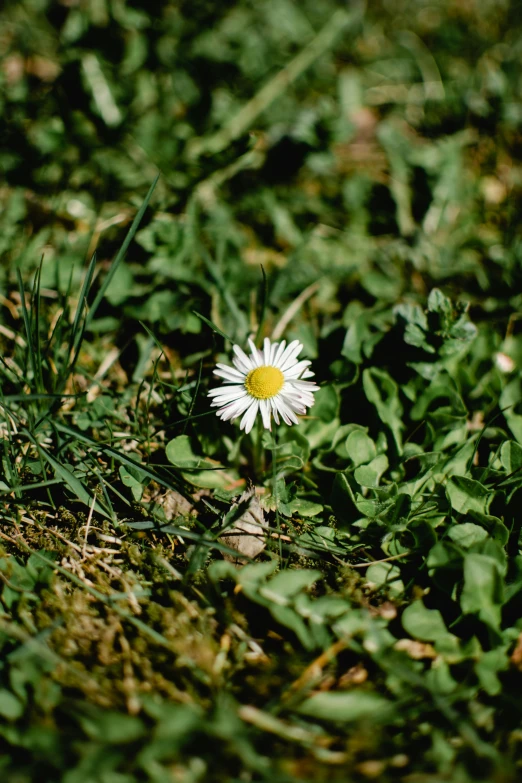 a single white flower sitting on top of a lush green field, taken in the early 1990s, slide show, daisy, portra 4 0 0