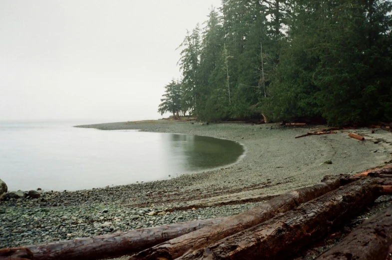 a beach filled with lots of trees next to a body of water, by Chris Rallis, land art, medium format. soft light, haida, 2000s photo, trees around