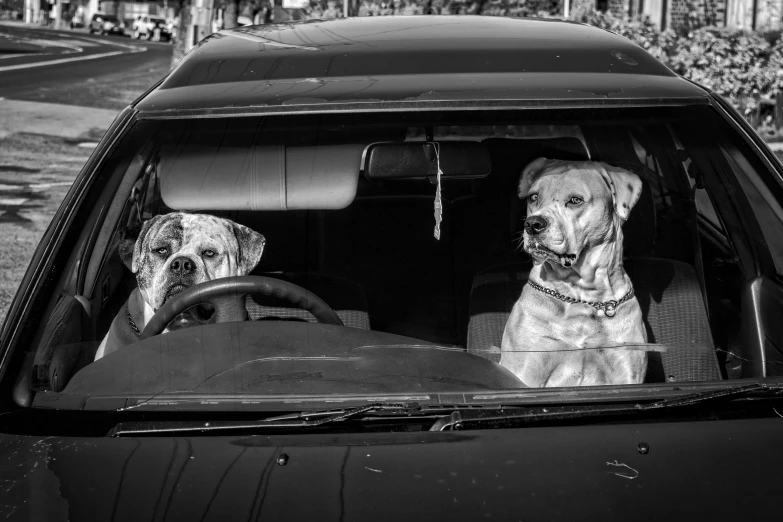 two dogs sitting in the drivers seat of a car, a black and white photo, inspired by Elliott Erwitt, pexels contest winner, renaissance, lowriders, square, broken cars, beth cavener