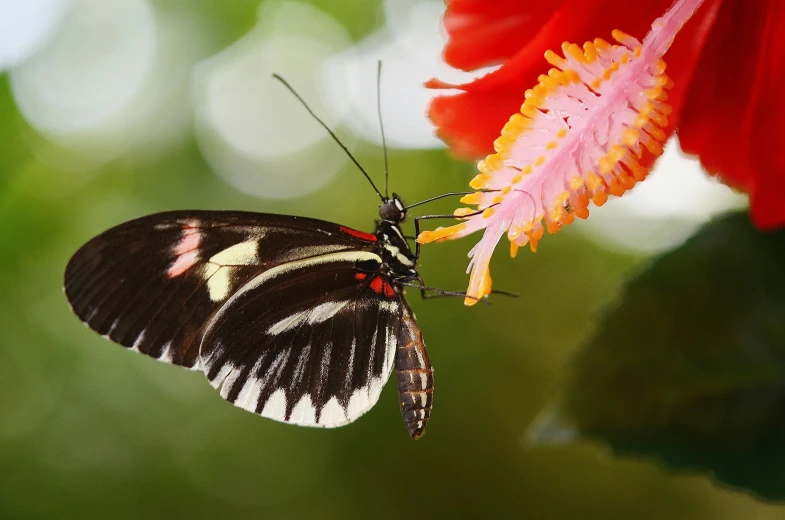 a close up of a butterfly on a flower, fan favorite, tropical flower plants, no cropping, having a snack