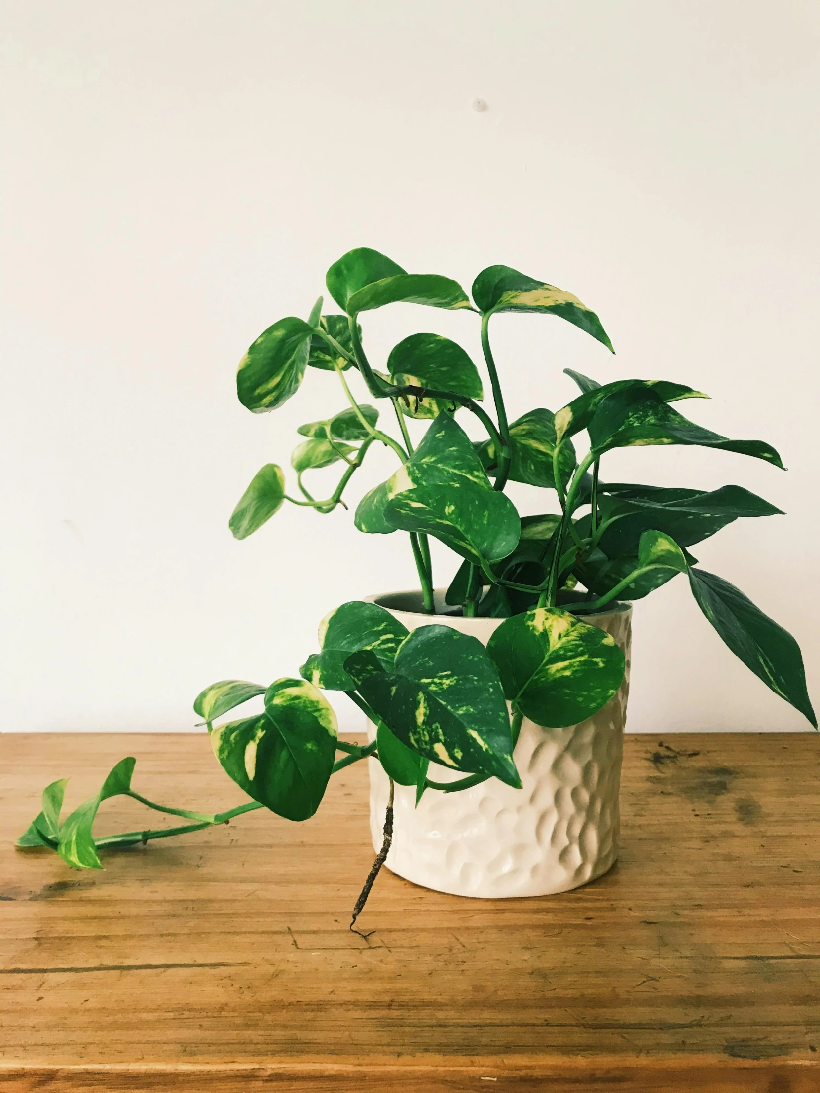 a potted plant sitting on top of a wooden table, inspired by Eero Snellman, swirly, gold speckles, with ivy, vanilla