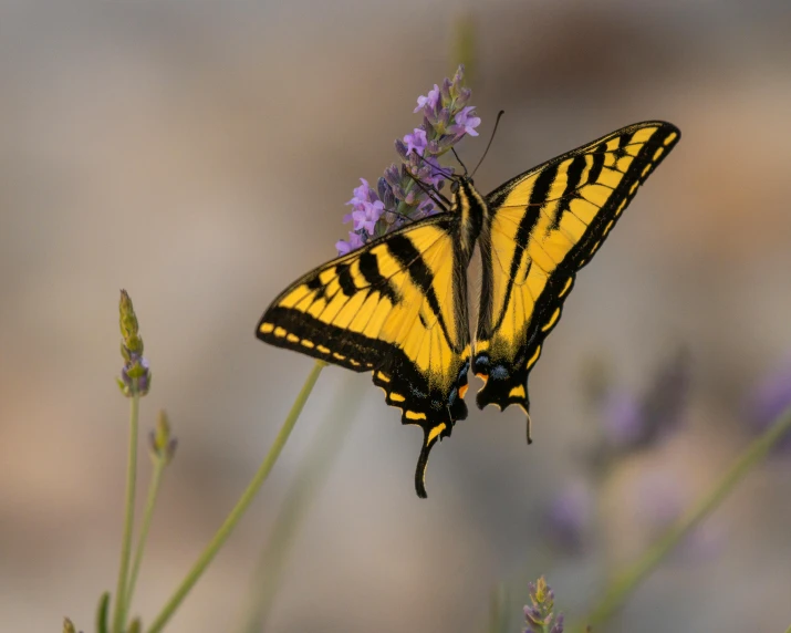 a yellow butterfly sitting on top of a purple flower, by Lynn Pauley, pexels contest winner, swallowtail butterflies, central california, paul barson, high angle close up shot