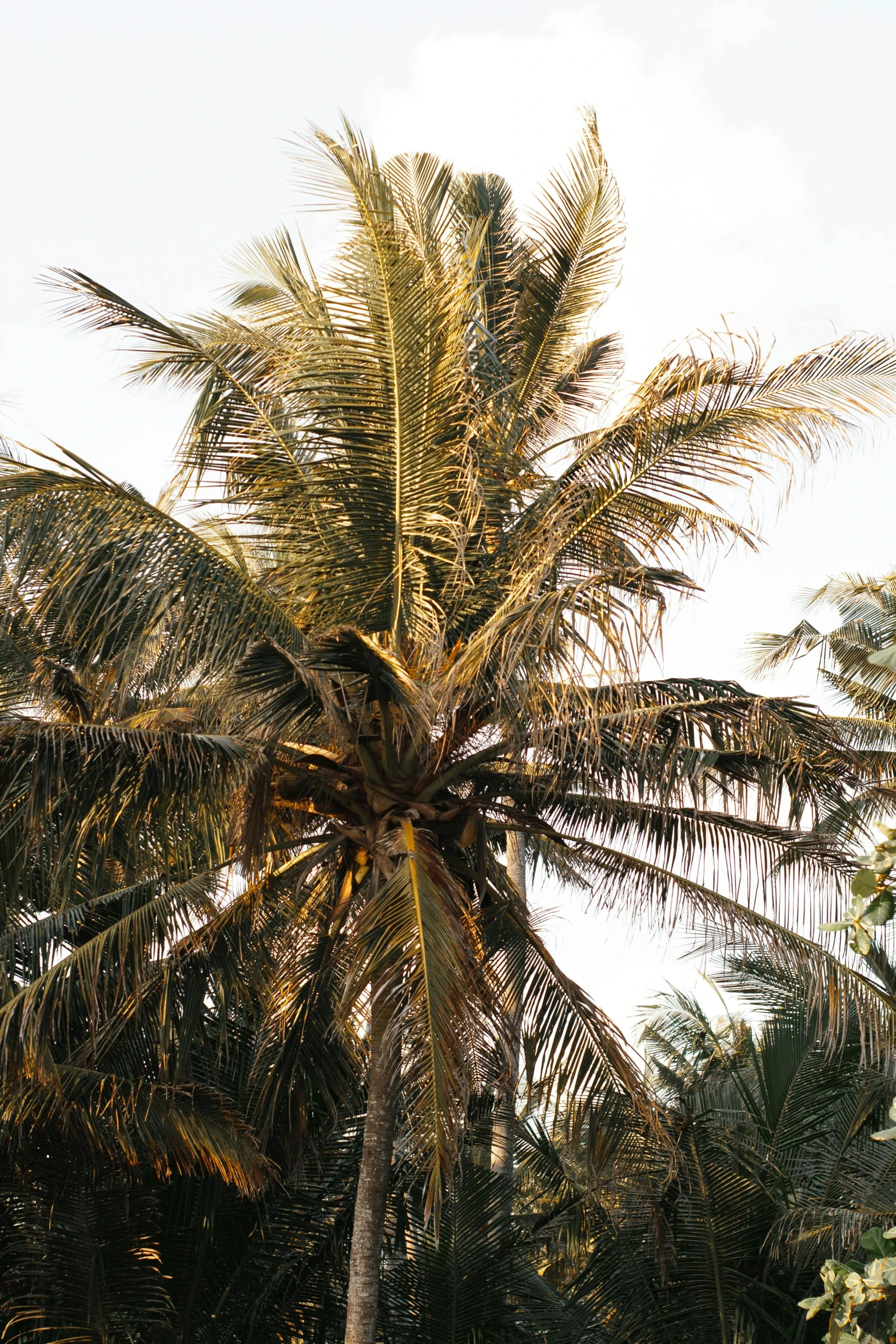 a large palm tree sitting in the middle of a lush green field, coconuts, golden hues, exterior, up-close