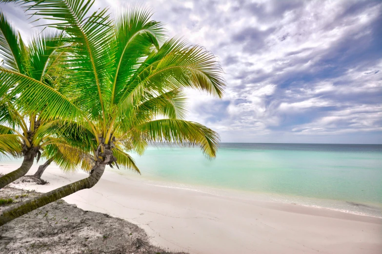 a couple of palm trees sitting on top of a sandy beach, sea - green and white clothes, a photo of the ocean, grey, caribbean