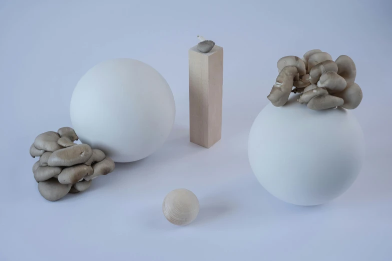 a group of mushrooms sitting on top of a white table, an ambient occlusion render, inspired by Sarah Lucas, orbs, grey vegetables, white ceramic shapes, white wood