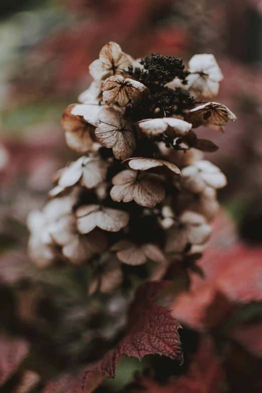 a pine cone sitting on top of a pile of leaves, inspired by Elsa Bleda, unsplash, baroque, red and white flowers, cotton candy bushes, dark sienna and white, slightly pixelated