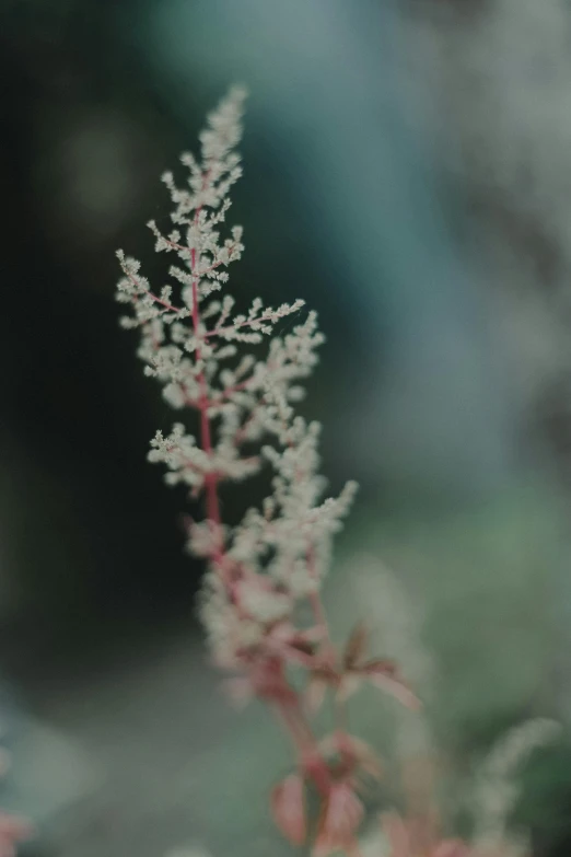 a close up of a plant with a blurry background, a macro photograph, inspired by Elsa Bleda, unsplash, aestheticism, pale red, tall, grainy footage, dendritic