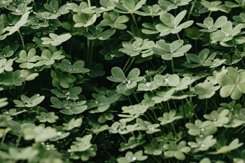 a bunch of green plants with water droplets on them, unsplash, hurufiyya, background full of lucky clovers, background image, alessio albi, 33mm photo