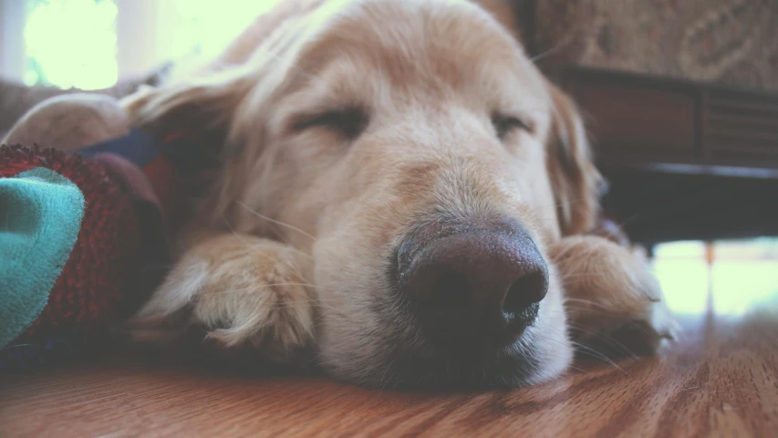 a close up of a dog laying on the floor, pexels contest winner, sleeping beauty, nose made of wood, slightly golden, on a canva