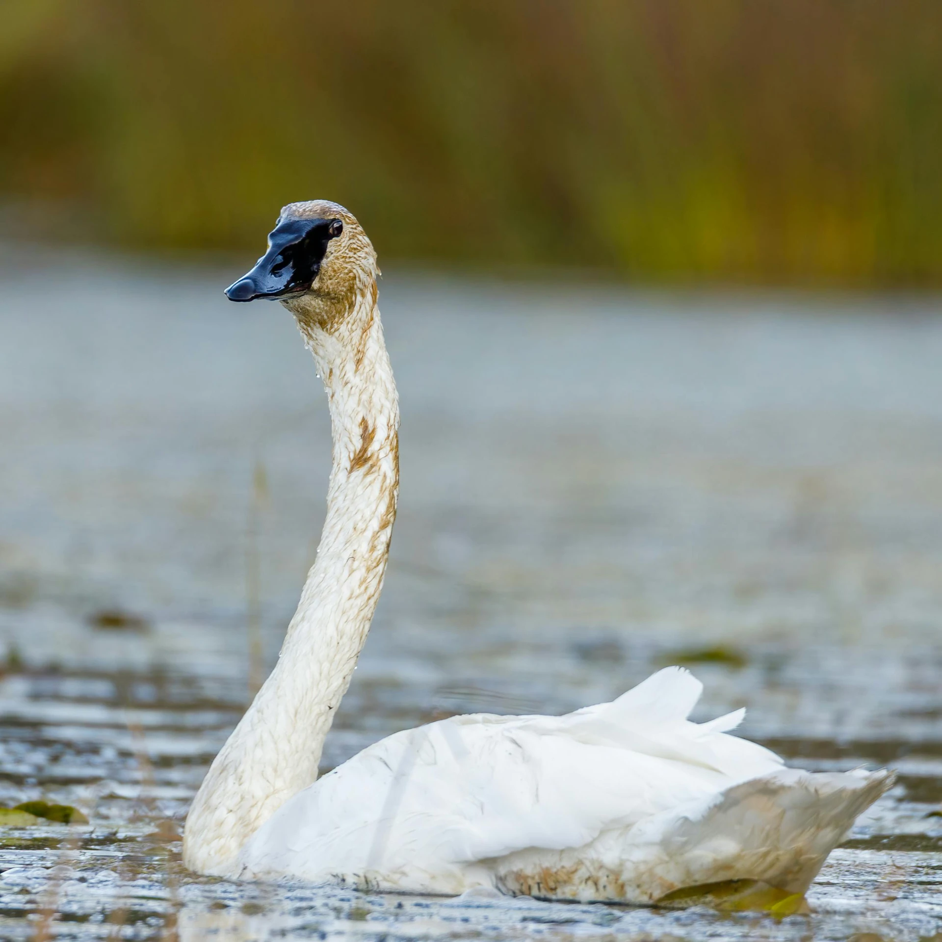 a white swan floating on top of a body of water, a portrait, by Greg Rutkowski, shutterstock, fan favorite, long neck, october, minn