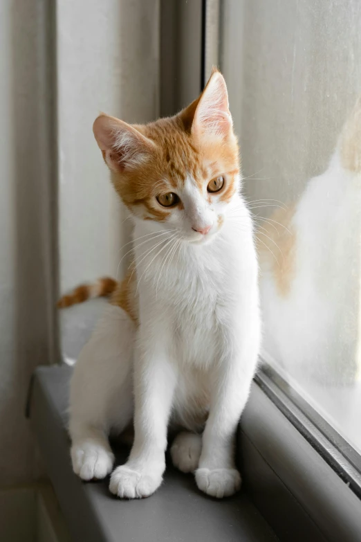 a white and orange cat sitting on a window sill, looking confused, the cutest kitten ever, adoptables, fujifilm”