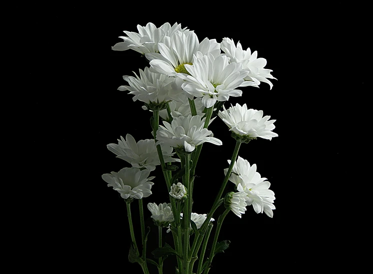 a vase filled with white flowers on top of a table, by Jan Rustem, pixabay, standing with a black background, high definition screenshot, ilustration, chrysanthemum eos-1d