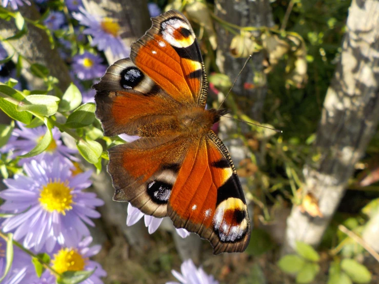 a close up of a butterfly on a flower, pexels, renaissance, 9 peacock tails, birdseye view, posing for camera, hi-res