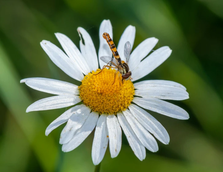 a close up of a flower with a fly on it, by Matthias Stom, pexels contest winner, renaissance, daisy, avatar image, the non-binary deity of spring, brown